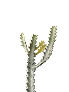 Euphorbia lactea "White ghost"