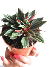 Load image into Gallery viewer, Peperomia &quot;Rosso&quot;