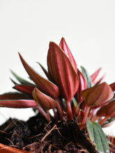 Load image into Gallery viewer, Peperomia &quot;Rosso&quot;