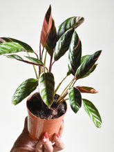 Load image into Gallery viewer, Ctenanthe oppenheimiana &#39;Tricolor&#39;