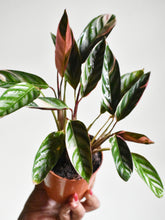 Load image into Gallery viewer, Ctenanthe oppenheimiana &#39;Tricolor&#39;