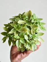 Load image into Gallery viewer, Peperomia pixie lime