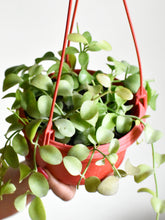 Load image into Gallery viewer, Dischidia oiantha (oval hanging basket)