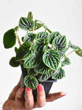 Load image into Gallery viewer, Peperomia caperata &quot;Lilian&#39;