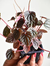 Load image into Gallery viewer, Peperomia caperata &quot; Luna red&quot;
