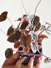 Load image into Gallery viewer, Peperomia caperata &quot; Luna red&quot;