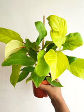 Load image into Gallery viewer, Philodendron Golden Ceylon