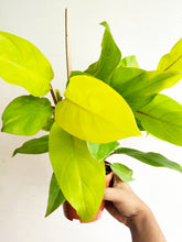 Load image into Gallery viewer, Philodendron Golden Ceylon