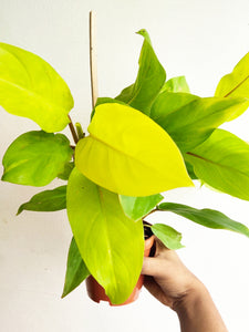 Philodendron Golden Ceylon