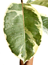 Load image into Gallery viewer, Ficus elastica tineke