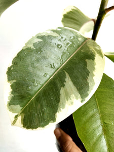 Ficus elastica tineke