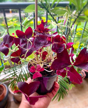 Load image into Gallery viewer, Oxalis triangularis