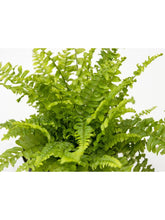Load image into Gallery viewer, Boston Fern