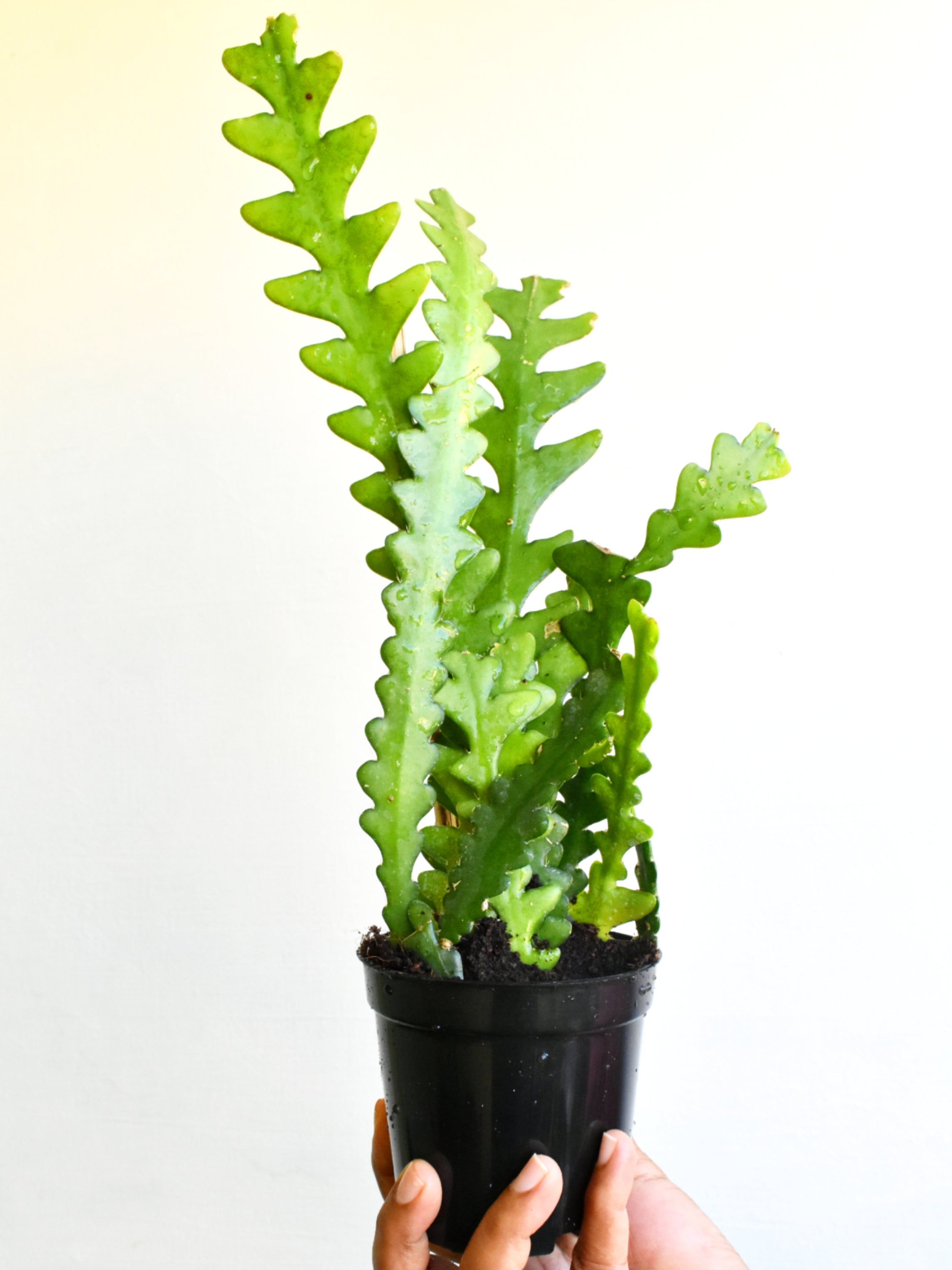 Epiphyllum Anguliger (Fishbone Cactus) – Plant Studio LLC