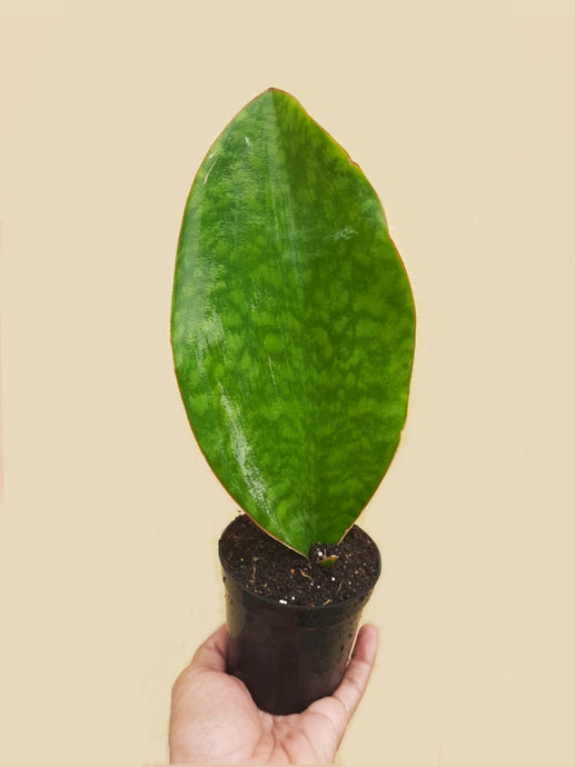 Whale fin Snake plant