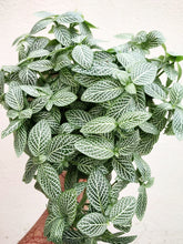 Load image into Gallery viewer, Fittonia green (Big)