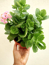 Load image into Gallery viewer, Flowering Kalanchoe (Red)