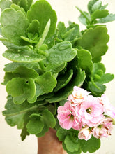 Load image into Gallery viewer, Flowering Kalanchoe (Red)