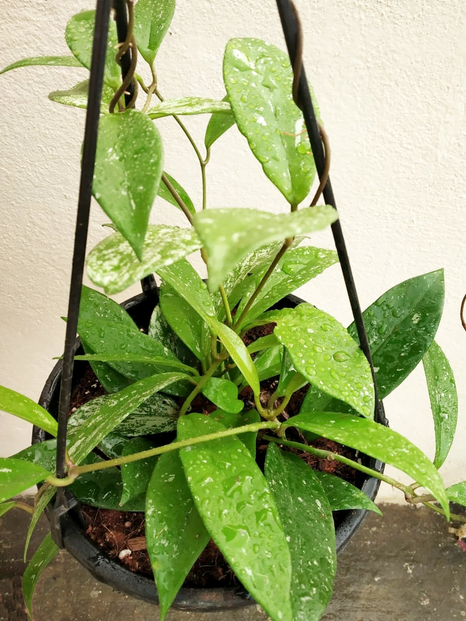 Hoya Pubicalyx (Hanging basket)