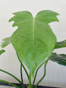 Philodendron green Dragon