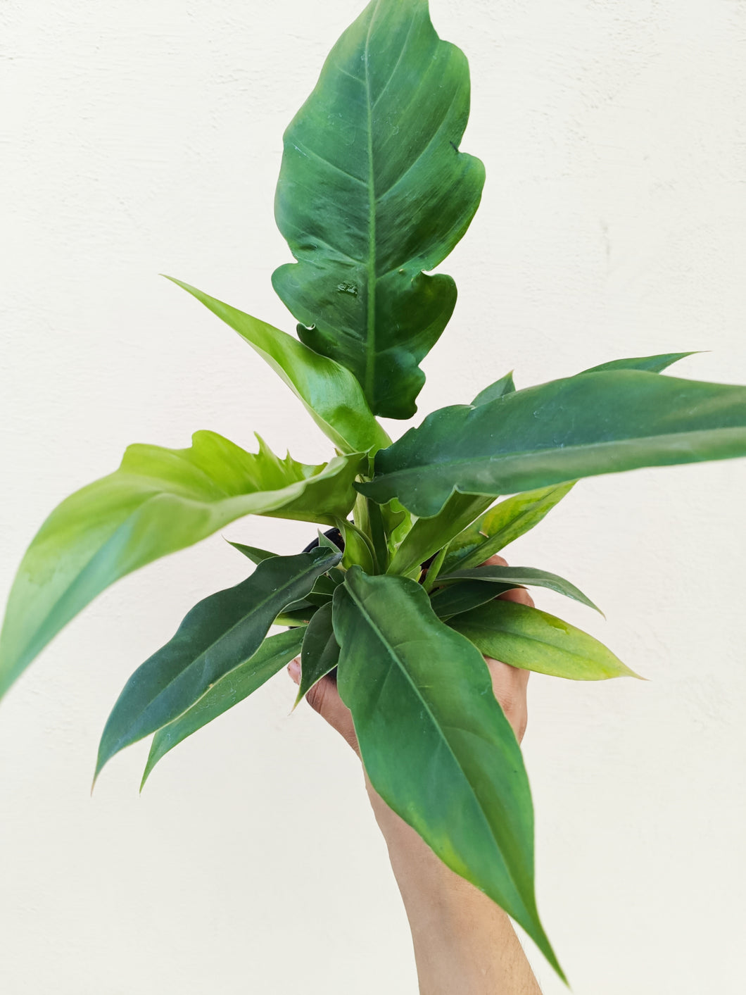 PHILODENDRON boogie green