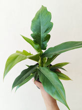 Load image into Gallery viewer, PHILODENDRON boogie green