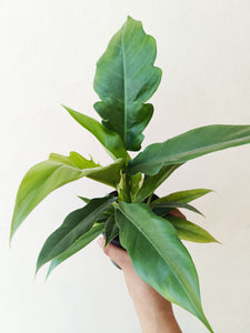 PHILODENDRON boogie green