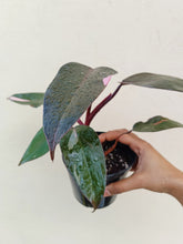 Load image into Gallery viewer, Philodendron pink princess