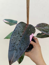Load image into Gallery viewer, Philodendron pink princess