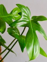 Load image into Gallery viewer, Philodendron pedatum