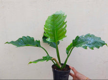 Load image into Gallery viewer, Philodendron Pluto