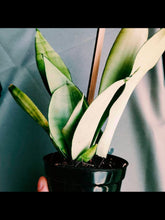 Load image into Gallery viewer, Snake plant Moonshine