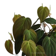 Load image into Gallery viewer, Philodendron micans